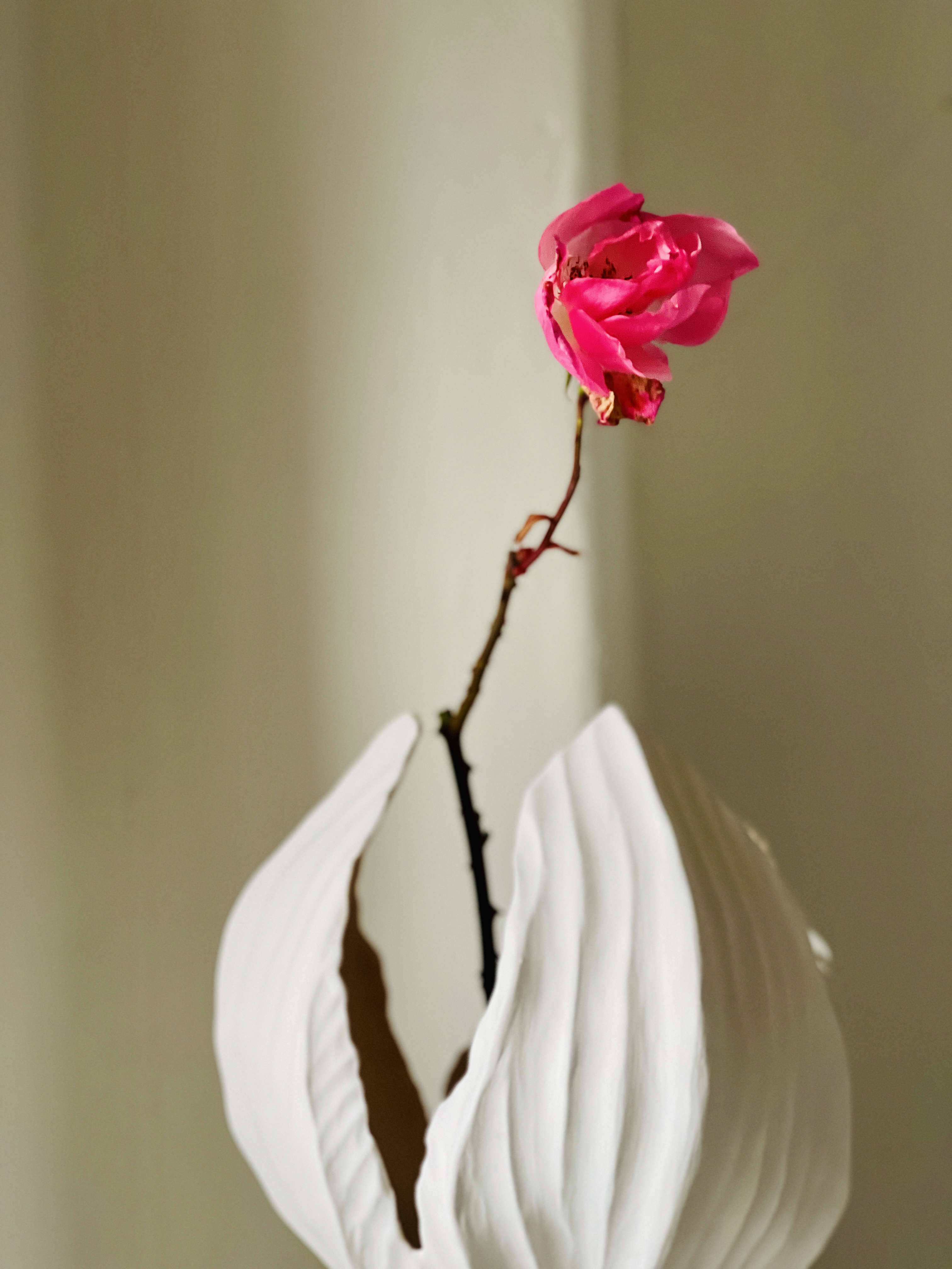 Physalis 021
