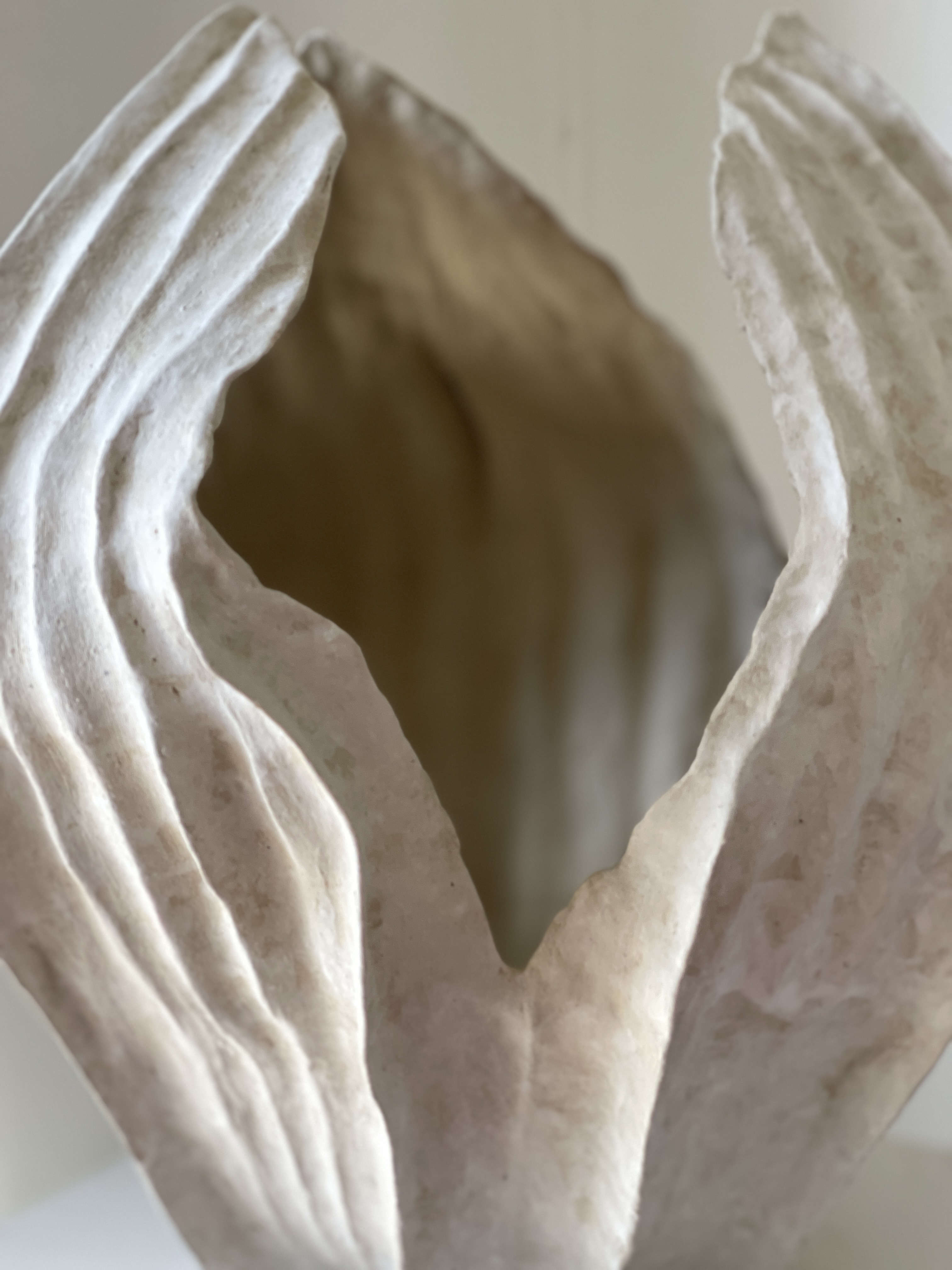 Physalis 014