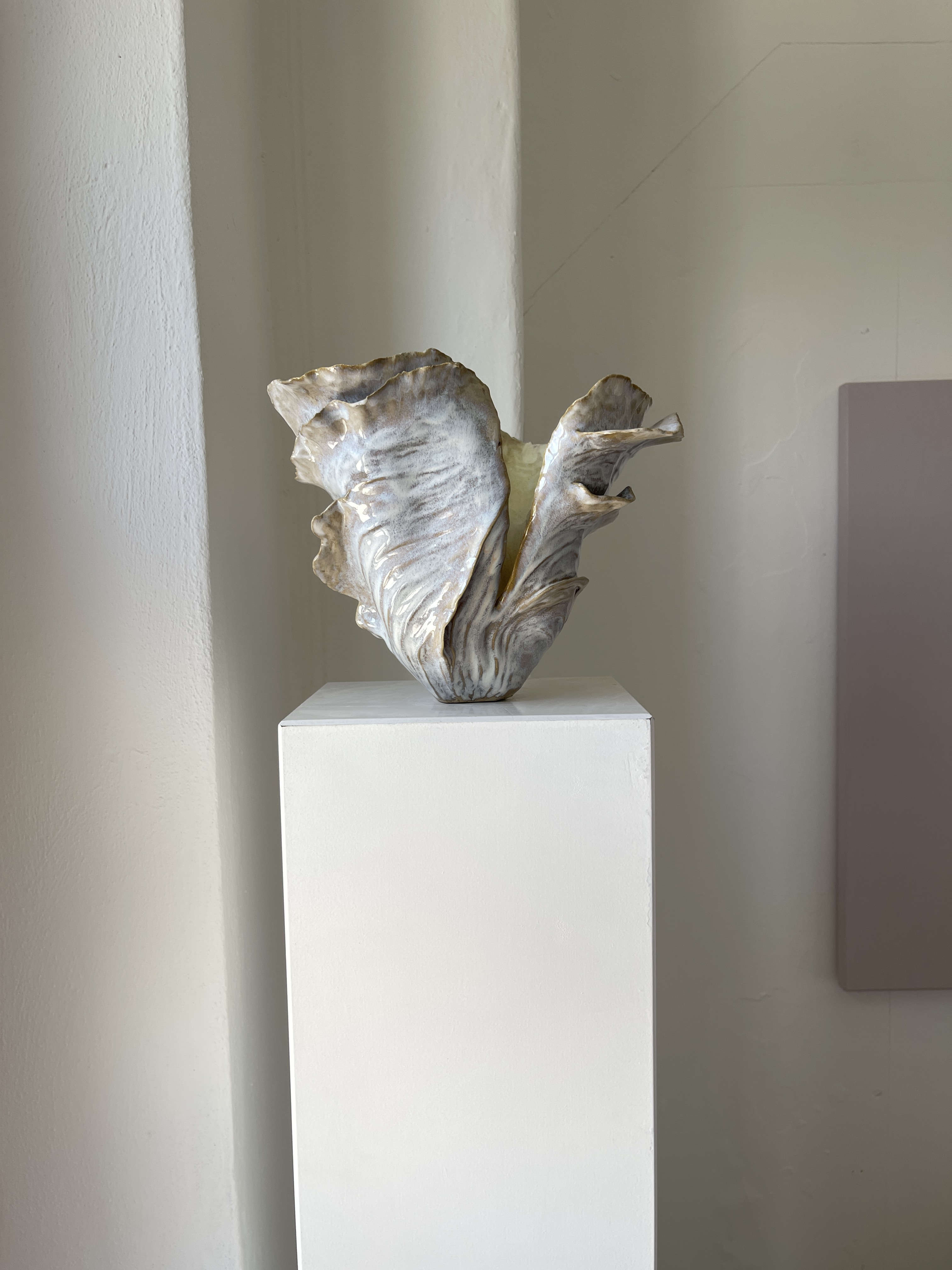 Oysterflower 01