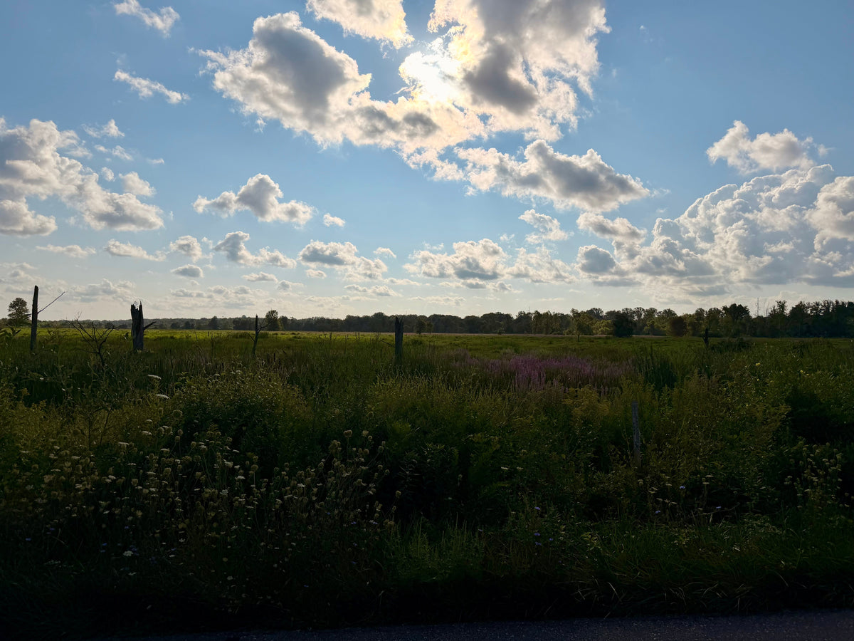The Beauty of The Unremarkable