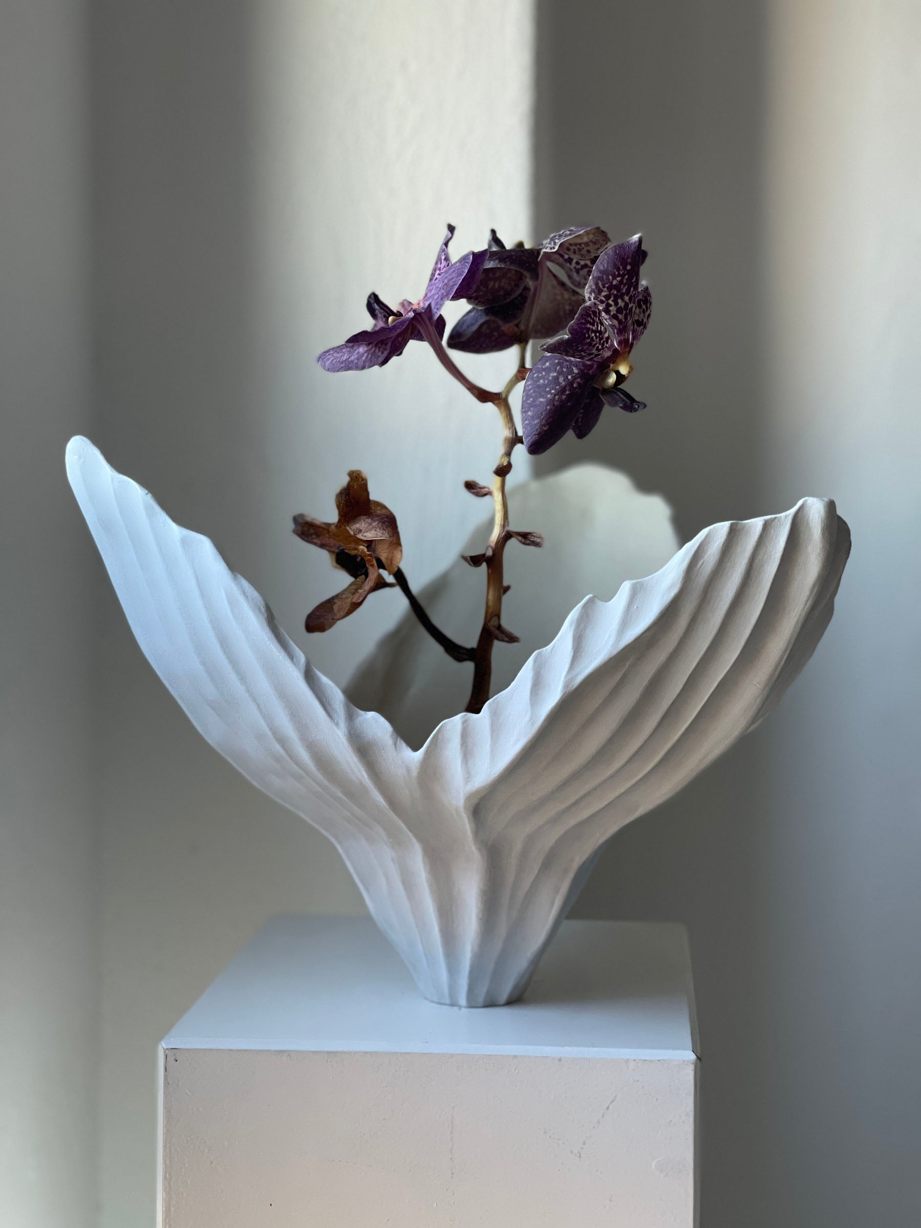 Physalis 01